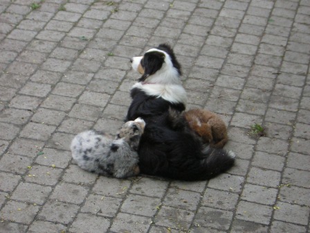 hunde