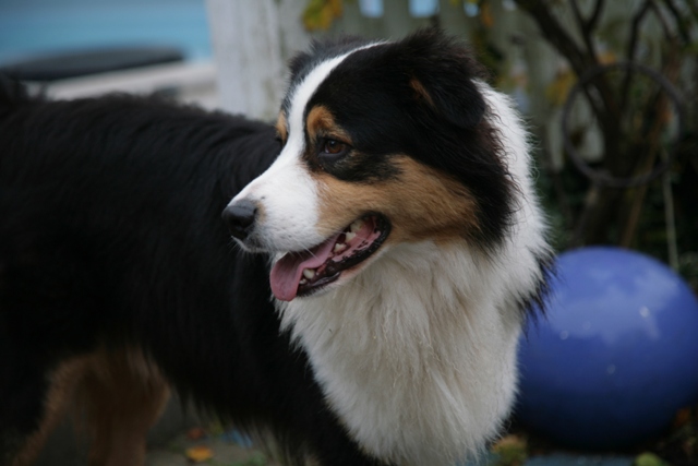 balu