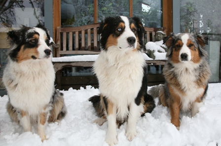 hunde