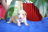 pippi