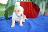 stina